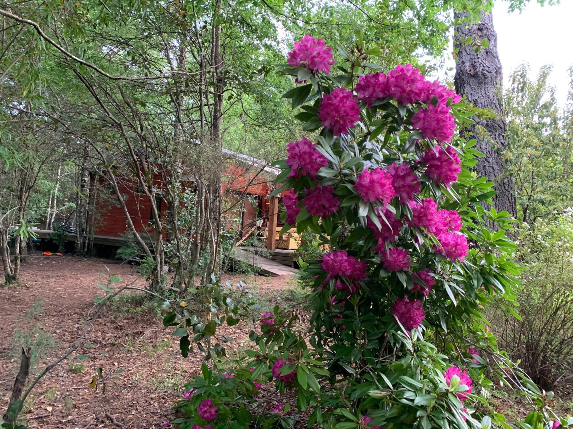 Cabanas Natural Park Lodge Pucón Extérieur photo